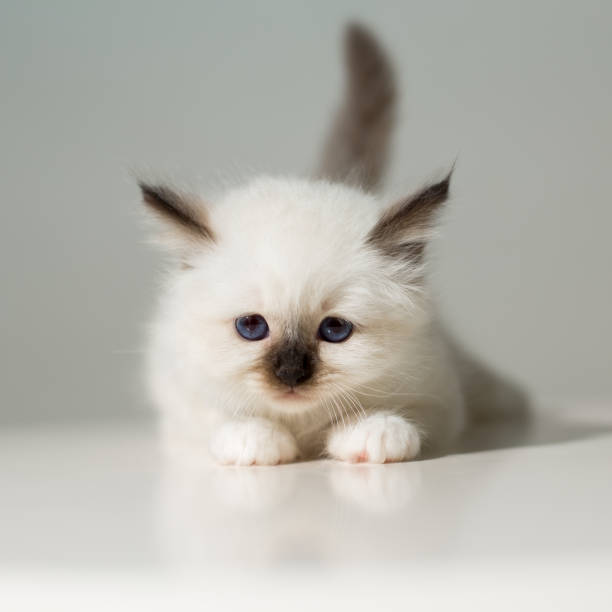 istock small kitten cat breed sacred burma on a light background 863924076