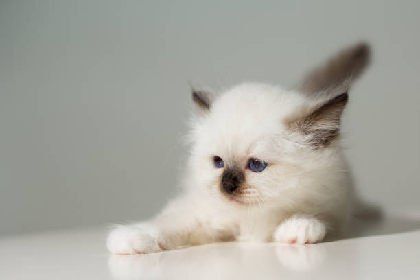 istock small kitten cat breed sacred burma on a light background 863924834