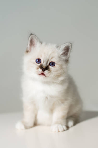 istock small kitten cat breed sacred burma on a light background 863924928