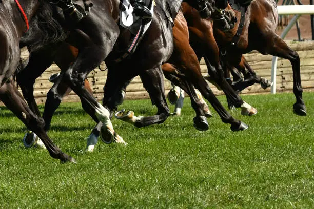 Horse racing action, hooves, legs and grass