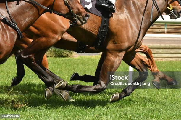 馬賽車行動 照片檔及更多 賽馬 - 馬術比賽 照片 - 賽馬 - 馬術比賽, 賽馬 - 馬, 澳洲