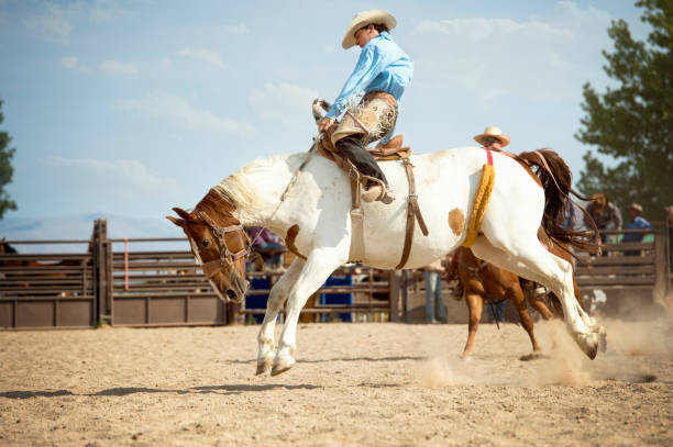 istock Saddle Bronc Rider Hoping For A Good 8 Second Ride On His Painted Horse 863929628