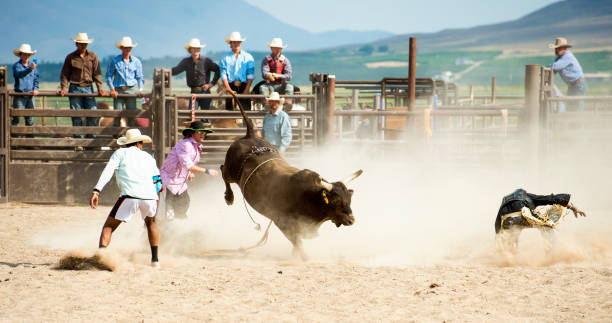 istock Cowboy Being Thrown By A Big Bull At The Rodeo 863929676