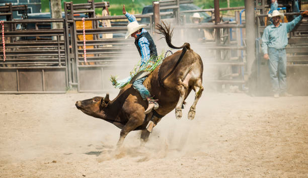 Bull Rider Going For That Golden 8 Second Ride Cowboy Riding a BIG BULL in a Rodeo Arena in Utah. He is hoping for a good 8 second ride to make it to finals.  Cowboy supporters looking on in the background. masculinity photos stock pictures, royalty-free photos & images