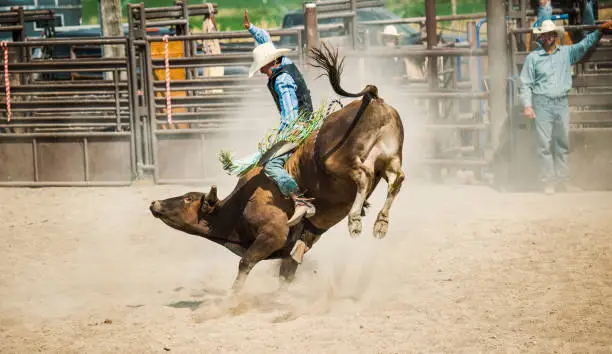 Cowboy Riding a BIG BULL in a Rodeo Arena in Utah. He is hoping for a good 8 second ride to make it to finals.  Cowboy supporters looking on in the background.