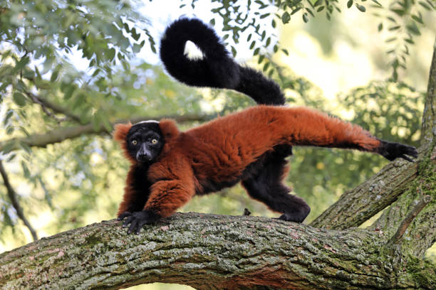 Red lemur Red lemur lemur madagascar stock pictures, royalty-free photos & images