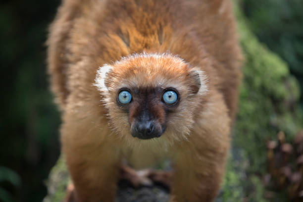 Blue-eyed black lemur