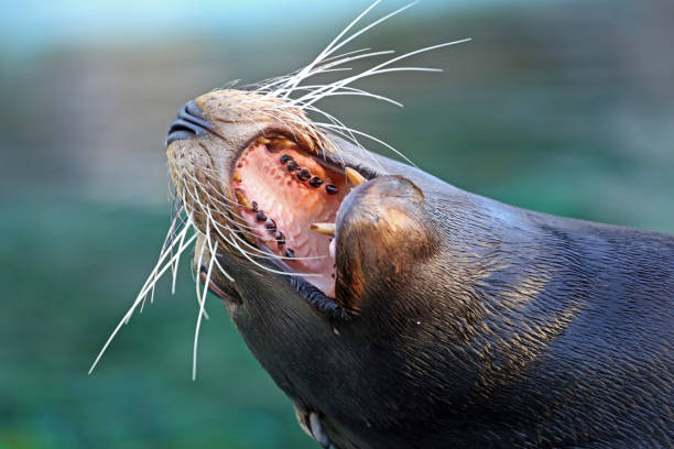 istock Californian Sea Lion 863935486