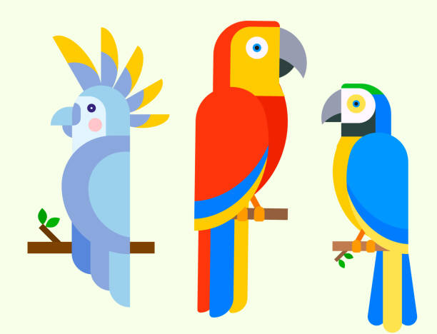 Parrots birds breed species animal nature tropical parakeets education colorful pet vector illustration Parrots birds breed species and animal nature tropical parakeets education colorful pet vector illustration. Macaw wild beak wing exotic color avian perch feather avifauna. parrots beak heliconia stock illustrations