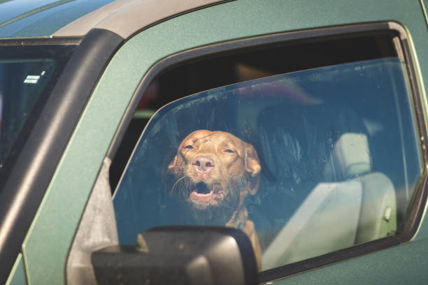 車の窓の外を見て茶色の犬 - hot dog ストックフォトと画像