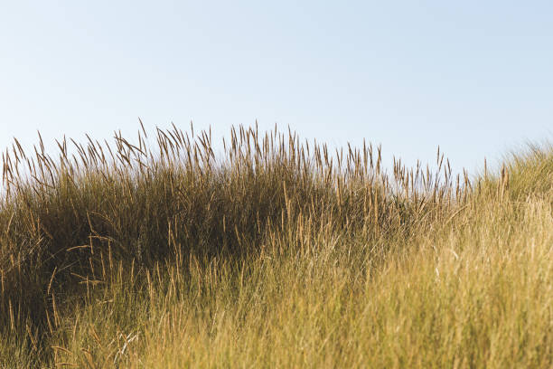 istock Field of Grain Against a Hazy Sky 863937816