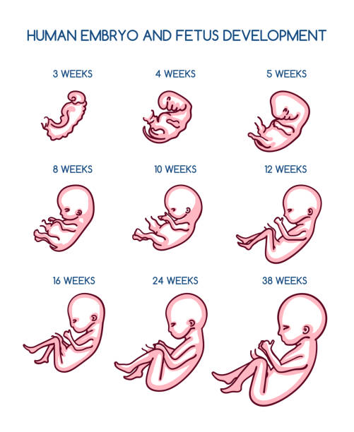 ilustrações, clipart, desenhos animados e ícones de ilustração do desenvolvimento fetal - fetus