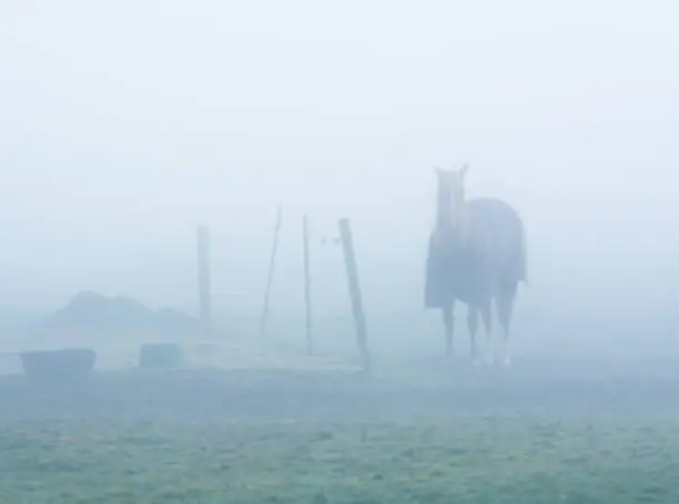 A solitary horse stands in early morning fog.