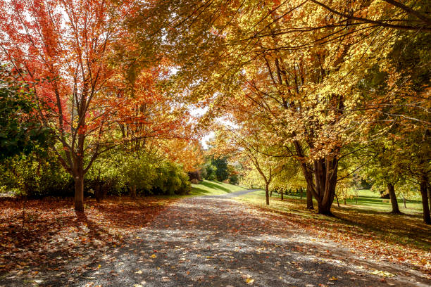 istock Path in autumn in Moscow, Idaho. 863938162