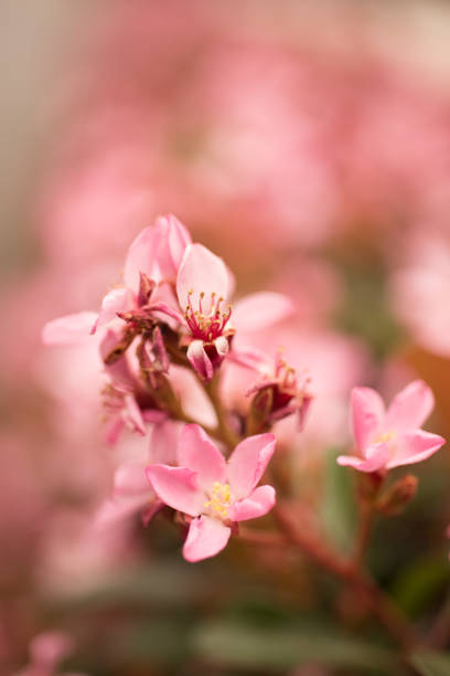 istock Small pink blossoms 3 bunch soft focus (vertical) 1 863957726