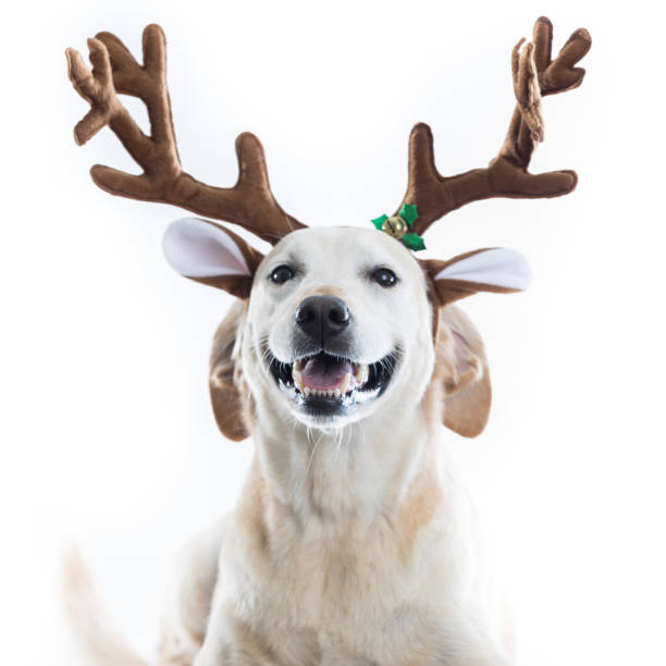 istock Happy dog with reindeer antlers looking at camera 863958100