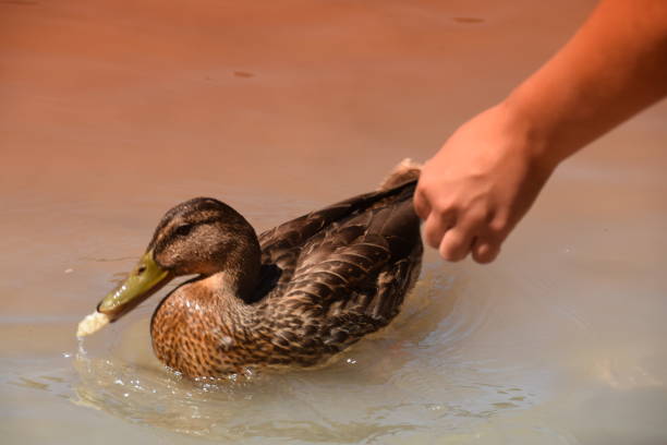 istock A person feeds Mallard duck in the lake 863958208
