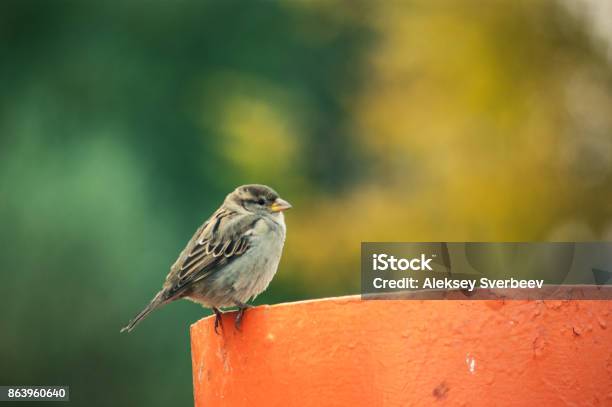 A Sparrow Stock Photo - Download Image Now - Agricultural Field, Animal, Beak