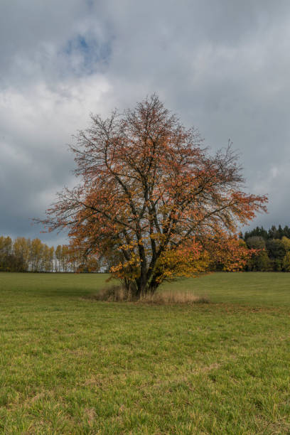 istock Fields and meadows near Roprachtice village with cherry tree 863960890