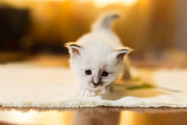 istock kitten cat breed sacred burma in the interior 863964552