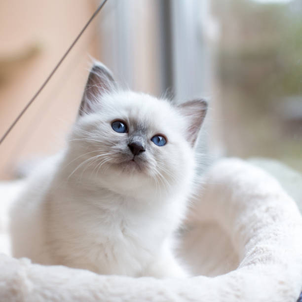 istock kitten cat breed sacred burma in the interior 863966936