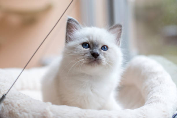 istock kitten cat breed sacred burma in the interior 863966948
