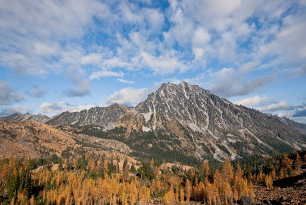 Mount Stuart and Headlight Basin in the Fall There’s a very unusual conifer tucked away in the high alpine basins of the Cascade Range of the Pacific Northwest. Each October when fall comes to the high country, the needles of the Alpine Larch change from green to glowing gold before they drop from the tree. This photograph, with Mount Stuart in the background, was taken from Ingall's Pass in the Alpine Lakes Wilderness of Washington State, USA. jeff goulden alpine lakes wilderness stock pictures, royalty-free photos & images