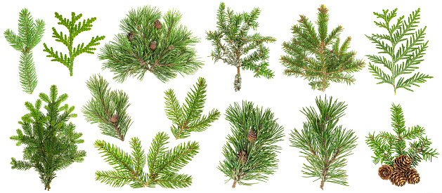 Evergreen coniferous tree branches isolated on white background. Spruce, pine, thuja, fir, cone. Set collection