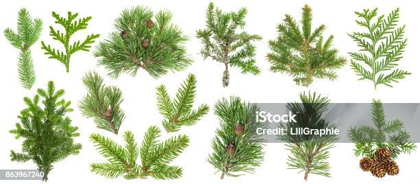 Coniferous Tree Branches Spruce Pine Thuja Fir Cone Set Stock Photo - Download Image Now