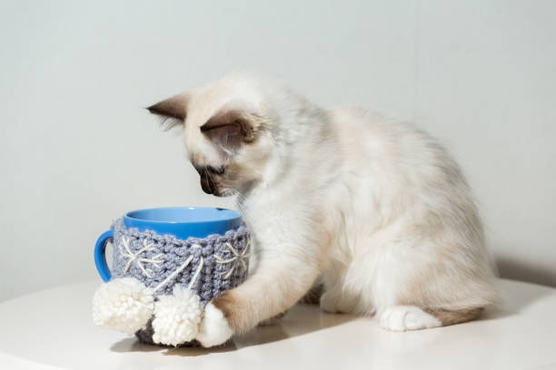 istock kitten cat breed sacred burma on a light background 863967328