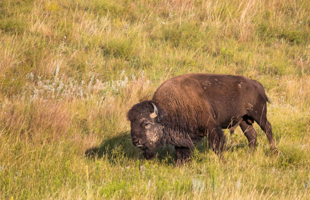 istock Bull Buffalo on the Great Plains 863980134