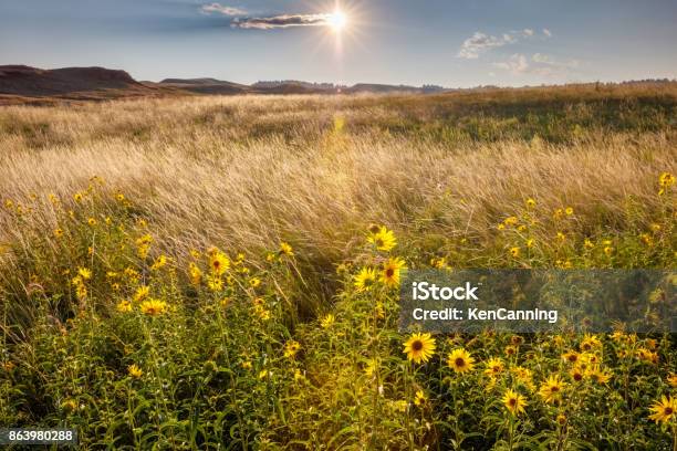 Sunflower Prairie At Sunrise Stock Photo - Download Image Now - Prairie, Midwest USA, Sunrise - Dawn
