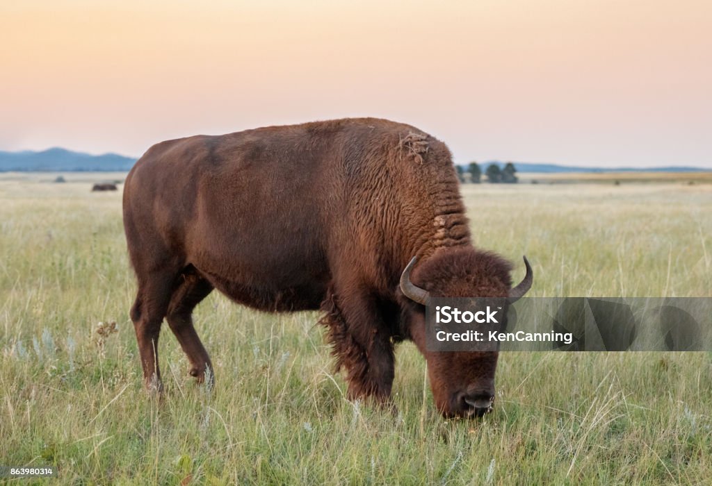 Buffalo on the Great Plains American Bison, Buffalo South Dakota Stock Photo
