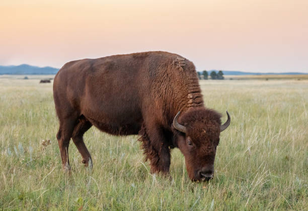 Buffalo on the Great Plains American Bison, Buffalo custer state park stock pictures, royalty-free photos & images