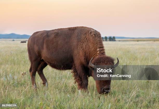 Buffalo On The Great Plains Stock Photo - Download Image Now - South Dakota, Custer State Park, American Bison