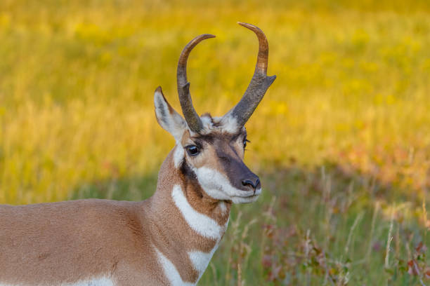istock Pronghorn Antelope in Great Plains Prairie 863980428