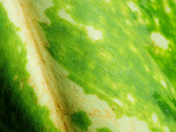 istock Macro white spotted green Dumb cane (Dieffenbachia) dirty leaf 863980564