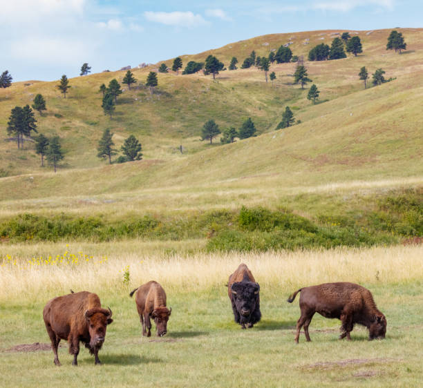istock Buffalo Herd Grazing on the Prairie 863980624