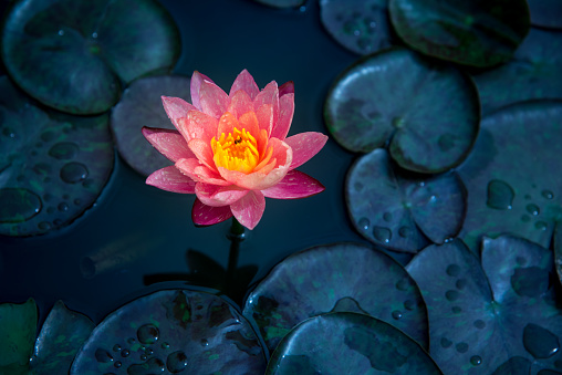Close-up of blooming white,red and pink fancy waterlily or lotus flower with bees and flys inside of lotus.