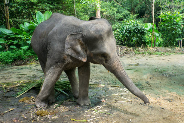 istock Little elephant in the jungle 863985466