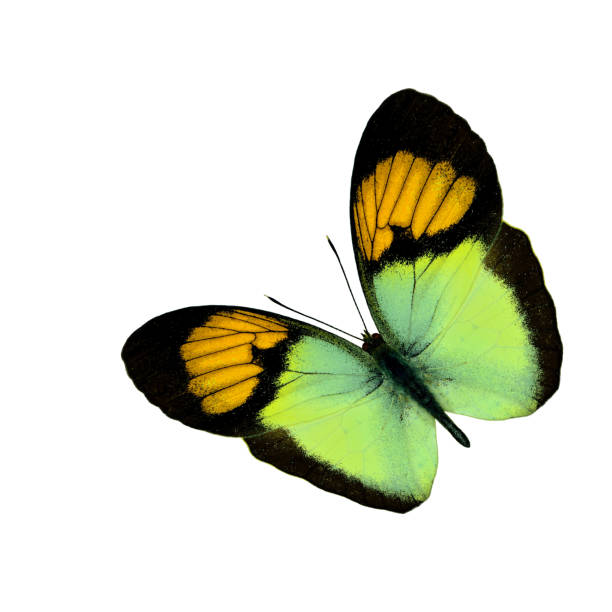 istock Beautiful flying butterfly, Yellow Orange Tip (Ixias pyrene) fully wings stretched isolated on white background, fascinated nature 863985494