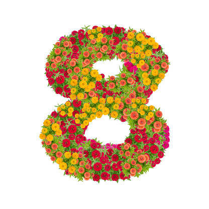 number 8 made from Zinnias flowers isolated on white background.Colorful zinnia flower put together in number eight shape with clipping path