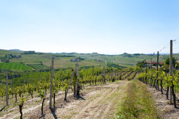 istock Landscape with vineyards from Langhe,Italian agriculture 863990944
