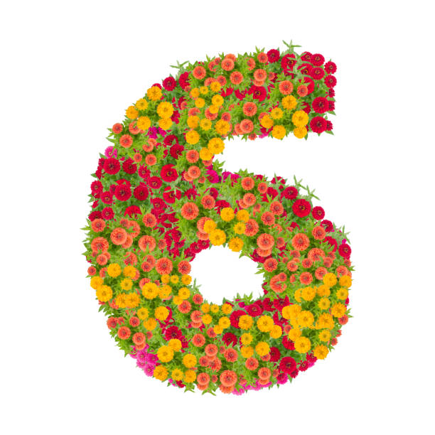 istock number 6 made from Zinnias flowers isolated on white background. 863990968