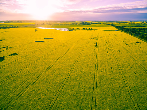 Beautiful canola field at glowing sunset in Australia - aerial view
