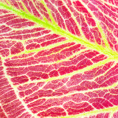 Botany Texture Closeup Beautiful Leaf Textures Stock Photo - Download Image Now ...