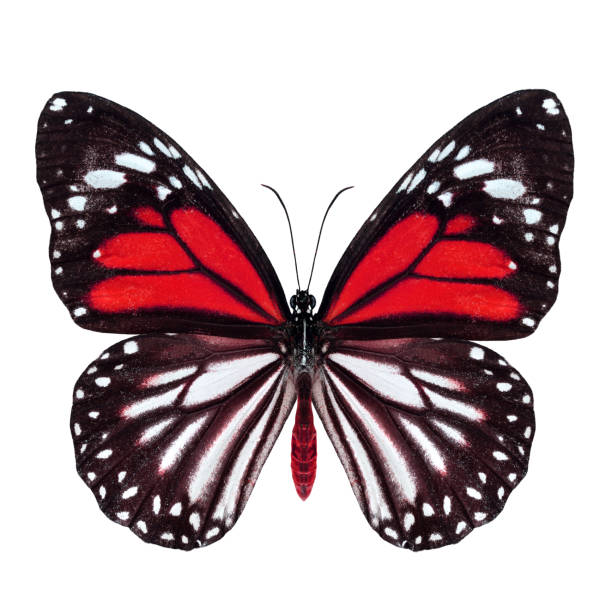 istock Exotic red butterfly, White Tiger (Danaus melanippus) upper part in fancy color profile isolated on white background, beautiful nature 863994000
