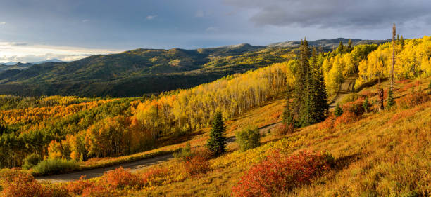 A panoramic autumn sunset view of golden aspen grove in a mountain valley, Routt National Forest, Steamboat Springs, Colorado, USA. Sunset Autumn Mountain Valley steamboat springs photos stock pictures, royalty-free photos & images