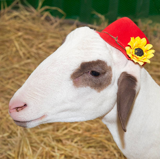 istock Lamb and red hat with yellow flowers. 863996750
