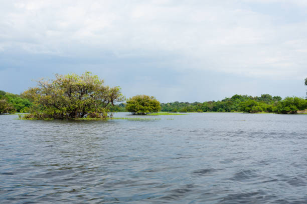 istock Panorama from Amazon rainforest, Brazilian wetland region. 864010040
